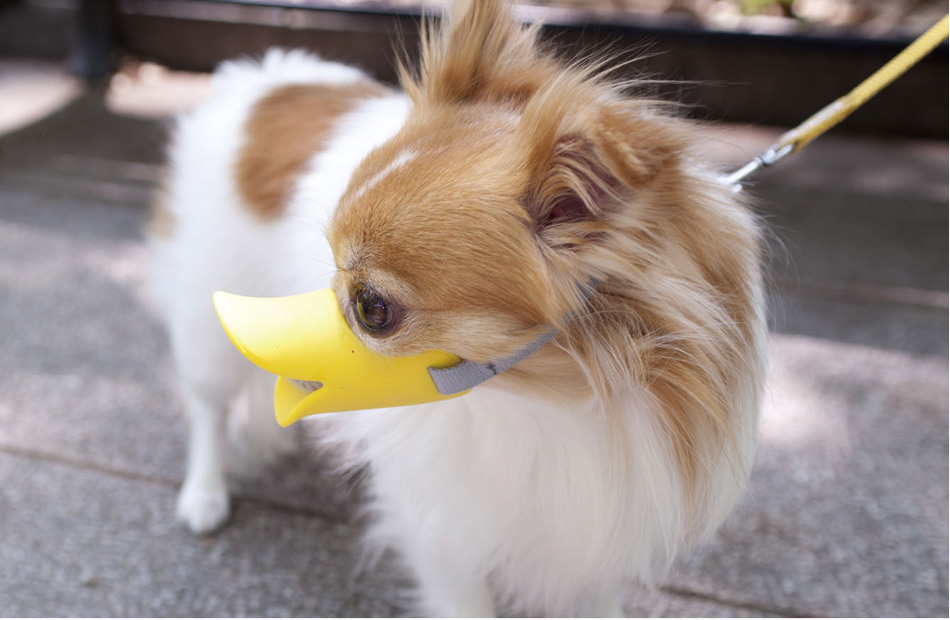quack®（クアック®）｜OPPO （オッポ） 犬・猫 おしゃれでかわいい、おすすめペット用品