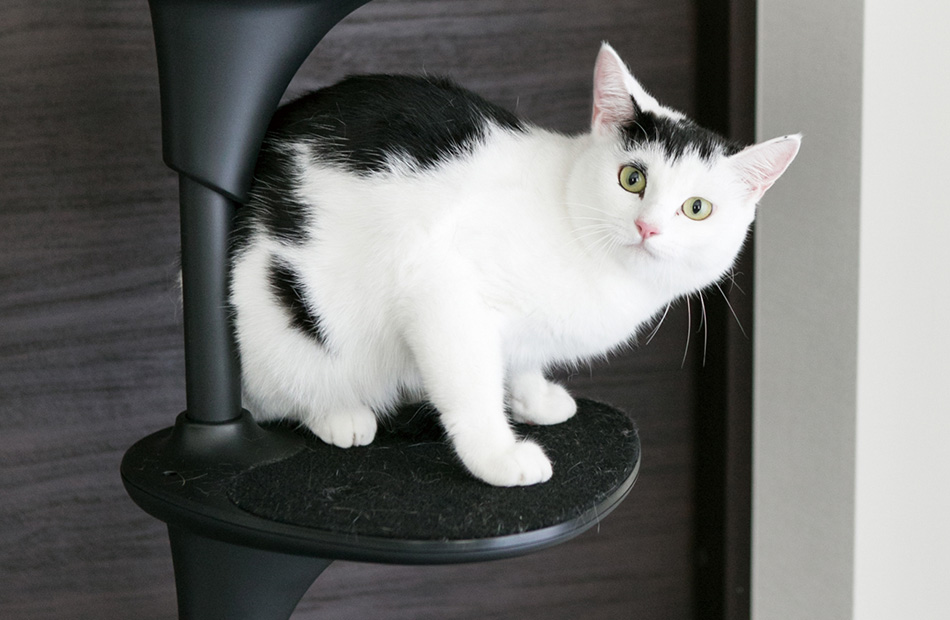 OPPO CatForest-2 キャットフォレスト2 ホワイト OPPO（オッポ）CatForest-2 / オッポ キャットフォレスト2