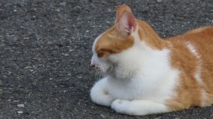 香箱座りをしている猫